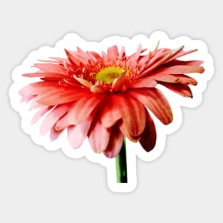 Pink Gerbera Daisy Side View Sticker